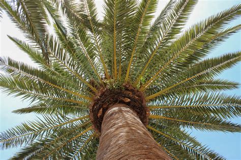 images of palm trees|200,000+ Free Palm.